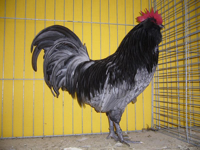 Hannover 2008 187.jpg - Thüringer Barthühner blau-gesäumt von Hans Löffler Preis V 97 MB